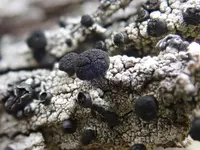 Cupped Soot Lichen