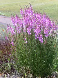 Antirrhinum graniticum