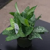 Gold Dust Dracaena (Dracaena surculosa 'Florida Beauty') plant