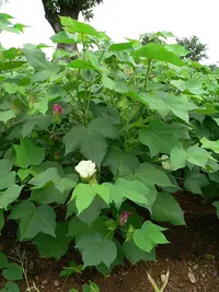 upland cotton (Gossypium hirsutum) plant