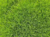 Manila grass