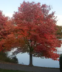 red maple