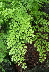 Chilean Maidenhair Fern