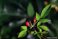 Washington DC Dewberry