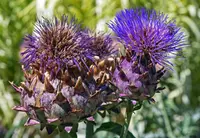 cardoon