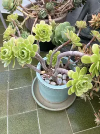 Tree Aeonium photo by a Botan App user