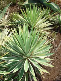 Century Plant