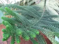 coast araucaria
