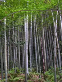 tortoise shell bamboo (Phyllostachys edulis) plant