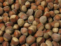 American hazelnut
