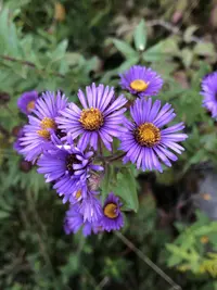 New England aster (Symphyotrichum novae-angliae) plant