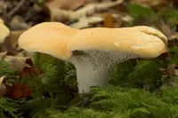 Wood Hedgehog (Hydnum repandum) plant