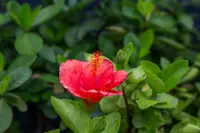 Hibiscus flower