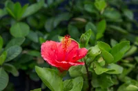 Hibiscus flower
