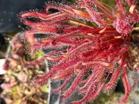 Drosera capensis