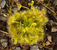 Grassland Sundew