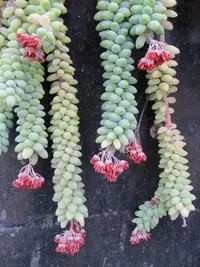 Burro's tail (Sedum burrito) plant