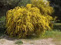 orange wattle