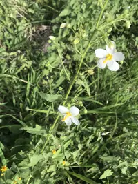 white fenrose (Kosteletzkya depressa) plant