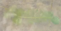 Carolina fanwort