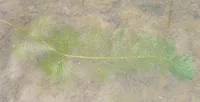Carolina fanwort (Cabomba caroliniana) plant
