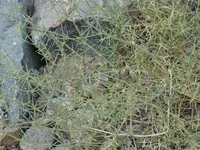 Zygophyllum bruguieri