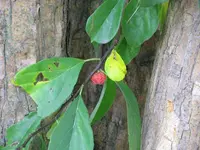 silkworm thorn (Maclura tricuspidata) plant
