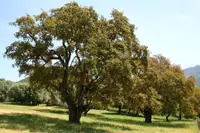 cork oak