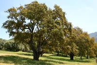 cork oak (Quercus suber) plant