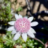 Pink flannel flower