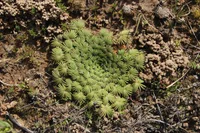 Palm leaf oxalis (Oxalis palmifrons) plant
