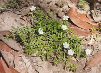 Creeping Dentella