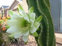 lady of the night cactus (Cereus hexagonus) plant