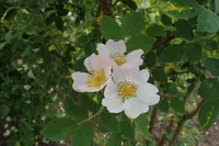 Northern Dog-rose