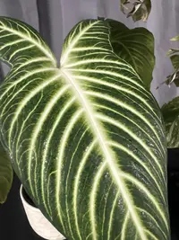 Caladium lindenii photo by a Botan App user
