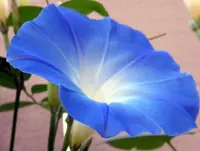 Morning Glory