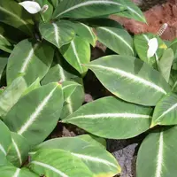 Dumb Cane (Dieffenbachia 'Green Magic') plant
