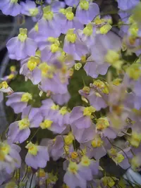 Cape Bladderwort (Utricularia bisquamata) plant