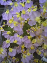 Cape Bladderwort (Utricularia bisquamata) plant