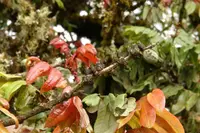 Alfaroa costaricensis