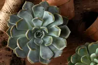 Echeveria pulidonis indoor