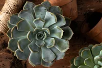 Echeveria pulidonis indoor