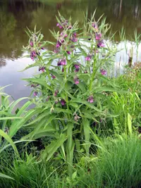 common comfrey (Symphytum officinale) plant