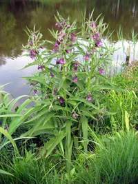 common comfrey