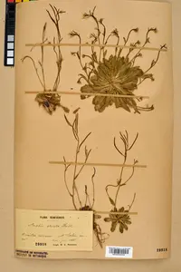 Bristol Rock-cress (Arabis scabra) plant
