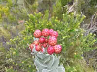 Strawberry Sewejaartjie