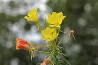 trumpet evening primrose (Oenothera jamesii) plant