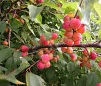 wild goose plum