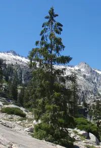 Brewer's Spruce