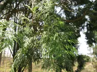 Taiwan incense-cedar